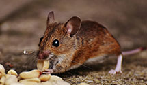 24 Hour & Emergency Exterminators in Boy River, MN
